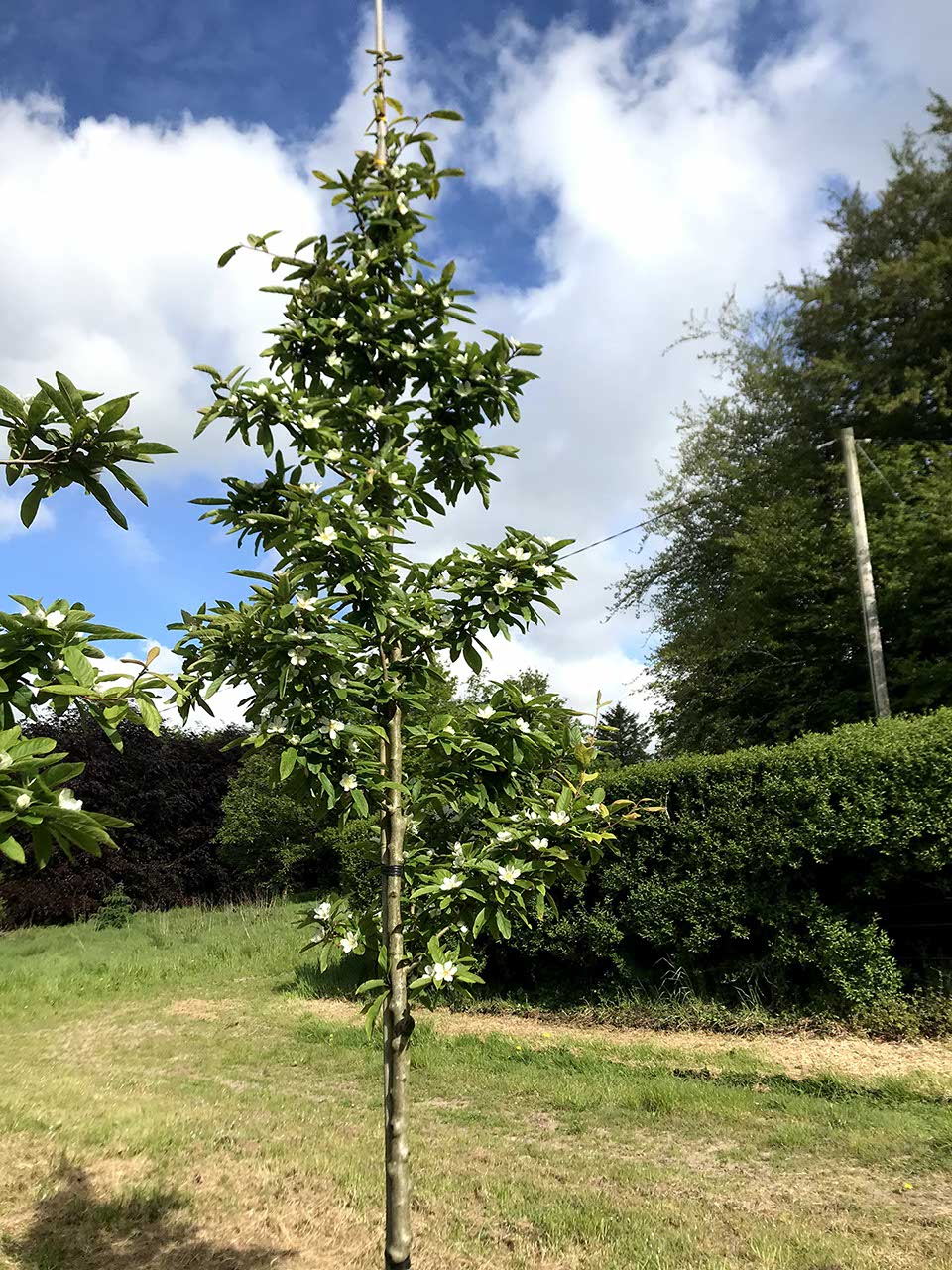 Mespilus germanica 'Bredase Reus' - Medlar 'Bredase Reus'