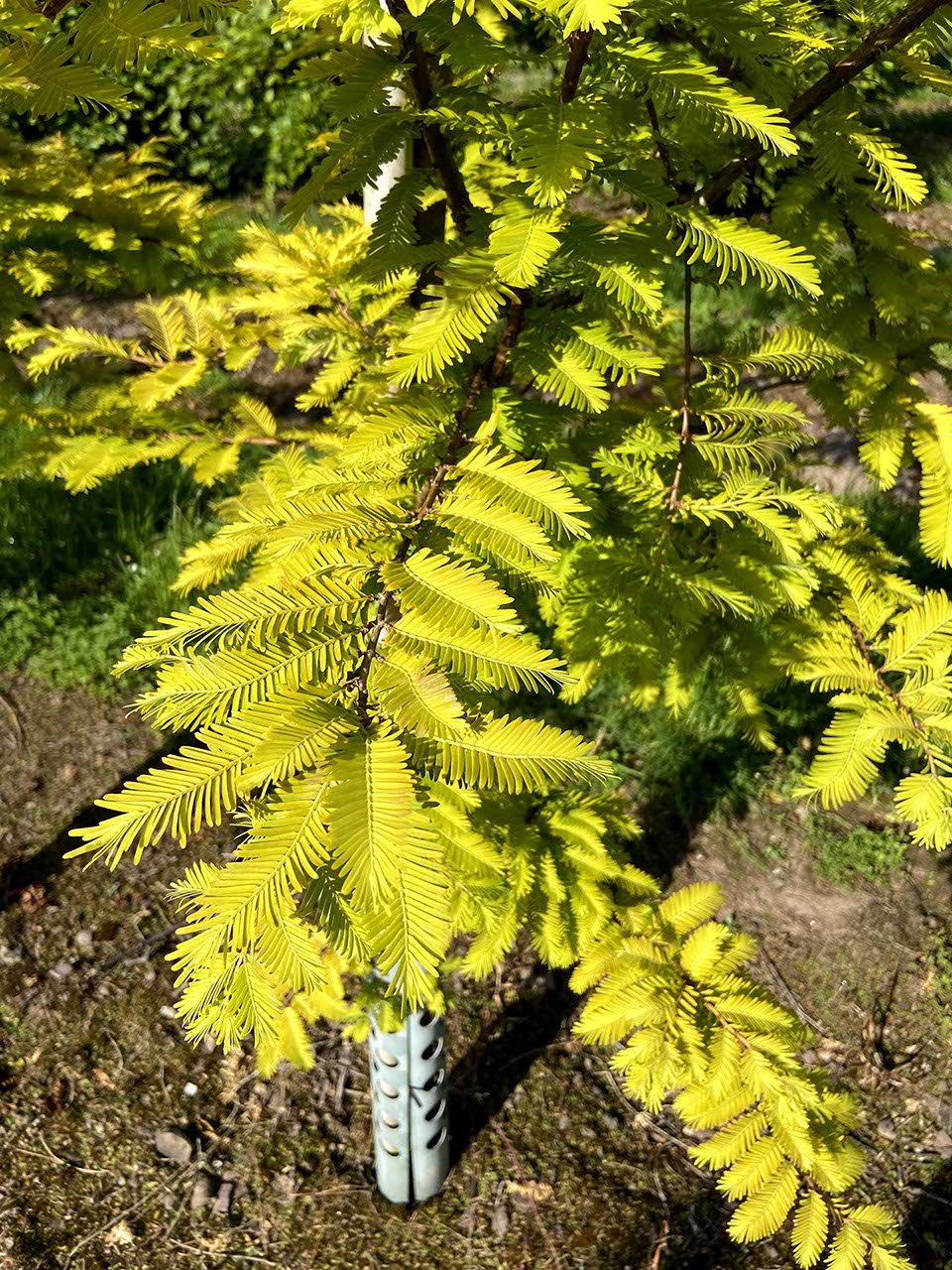 Metasequoia glyptostroboides 'Gold Rush' - Dawn Redwood 'Gold Rush'