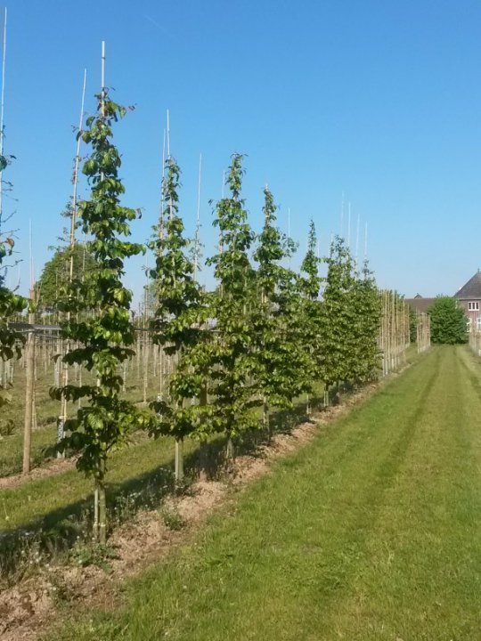 Parrotia persica 'Bella' - Persian Ironwood 'Bella'