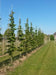 files/parrotia-persica-bella_Main.jpg