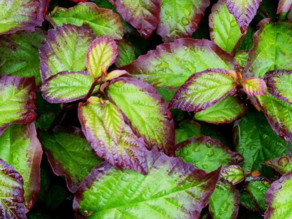 Parrotia persica 'Persian Spire' - Persian Ironwood 'Persian Spire'