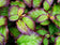 files/parrotia-persica-persian-spire_1.jpg