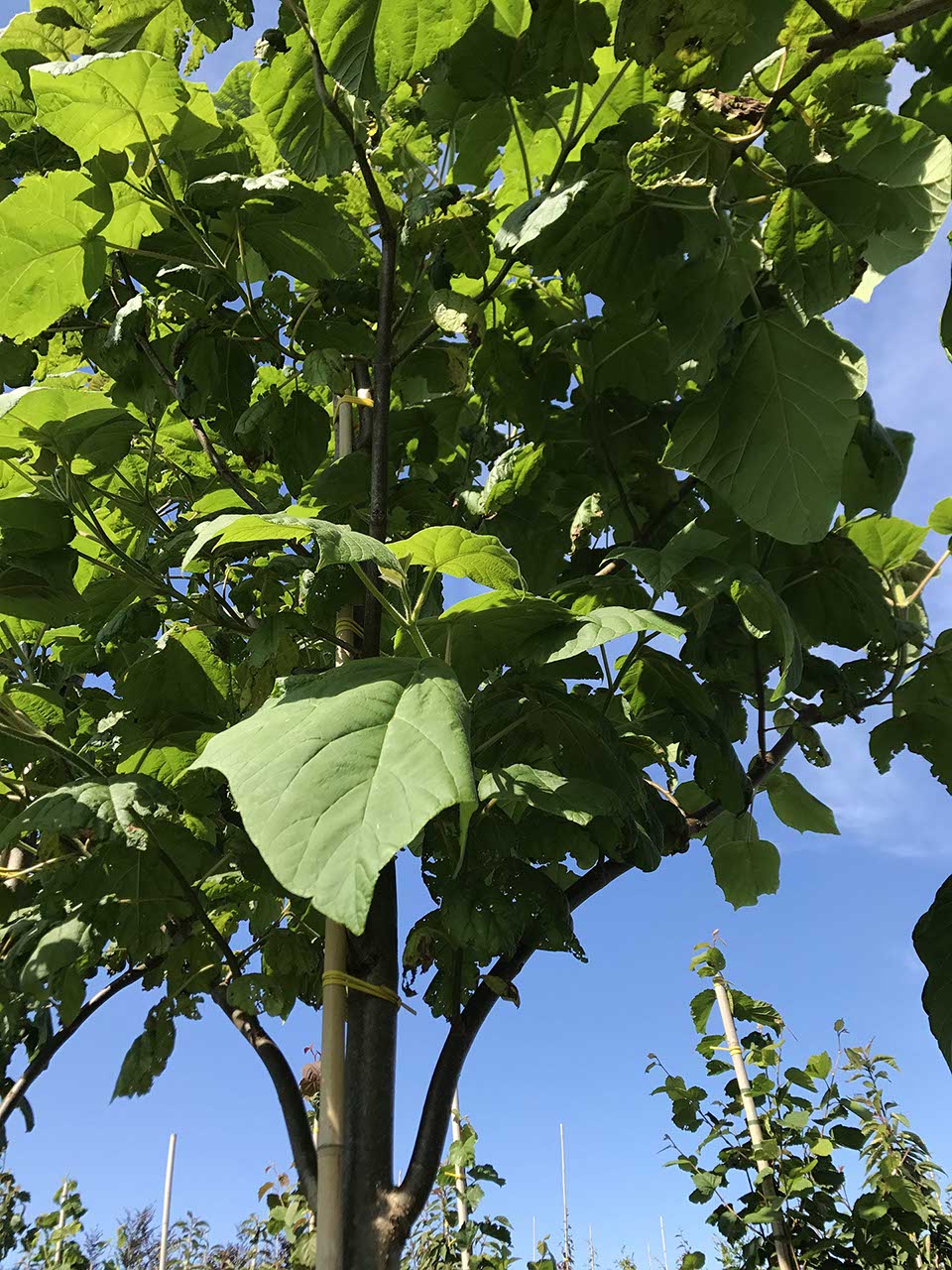 Paulownia tomentosa - Foxglove Tree