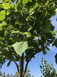 Paulownia tomentosa - Foxglove Tree