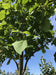 files/paulownia-tomentosa-hulsdonk-3.jpg