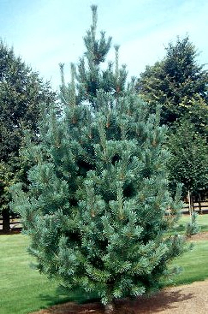 Pinus flexilis 'Vanderwolf's Pyramid' - Limber Pine 'Vanderwolf's Pyramid'
