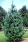 files/pinus_flexilis_vanderwolfs_pyramid__main.jpg