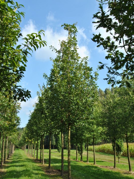 Quercus frainetto 'Trump' - Hungarian Oak 'Trump'