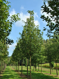 Quercus frainetto 'Trump' - Hungarian Oak 'Trump'