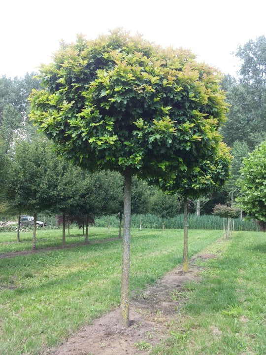 Quercus palustris 'Green Dwarf' - Pin Oak 'Green Dwarf'