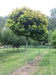 files/quercus-palustris-green-dwarf.jpg